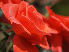 花名不明
