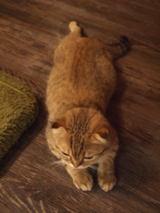 リラックス