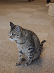 野生