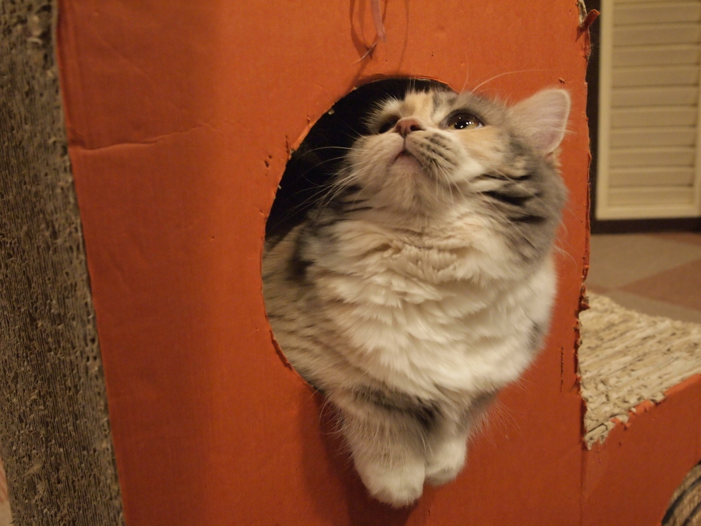 もこもこ