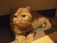 座