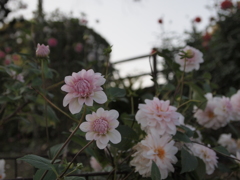 桜貝