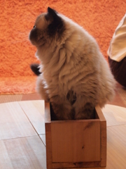 乗　-1-