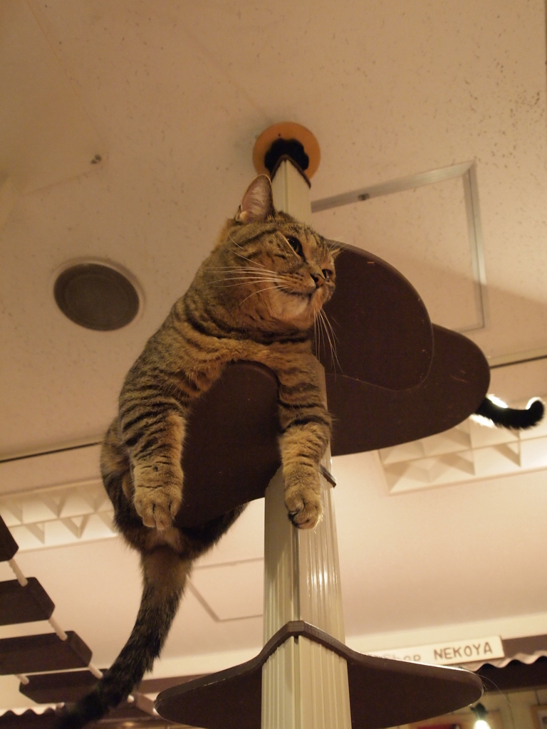 空飛ぶ猫