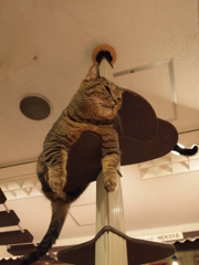 空飛ぶ猫