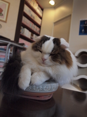 鍋猫