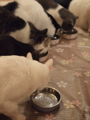食