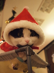 ゆきんこ