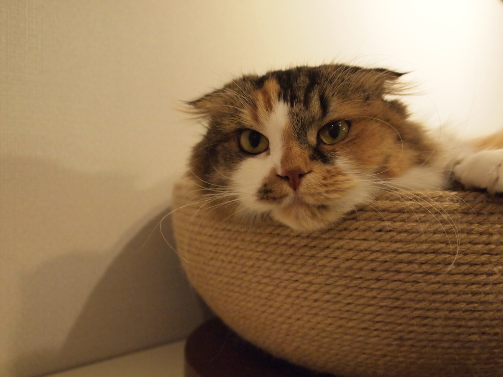 じー