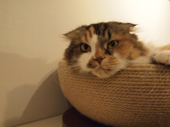 じー