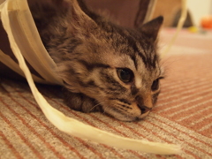 ふー