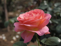 花名不明