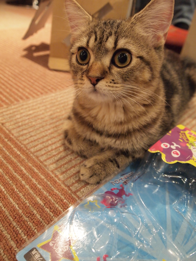 ハッ!!!