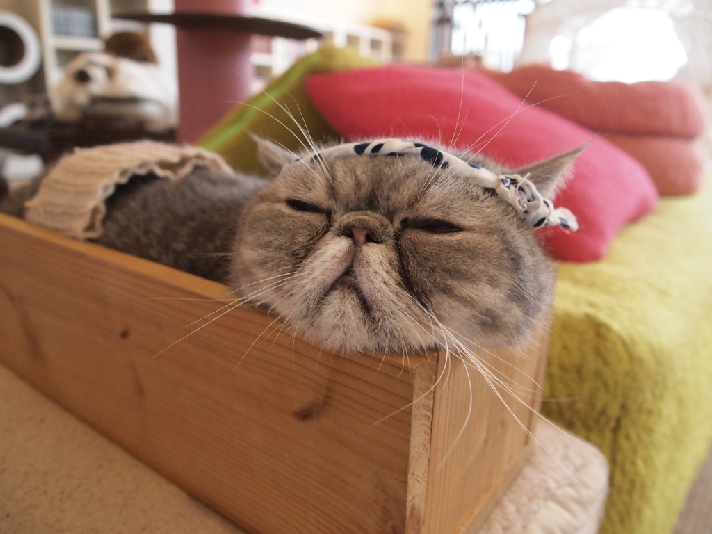 うつらうつら