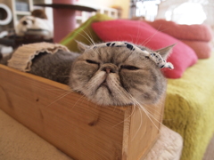 うつらうつら