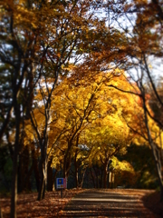 黄色のトンネル