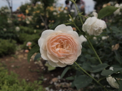 花名不明