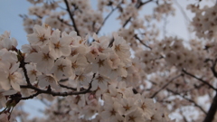 咲