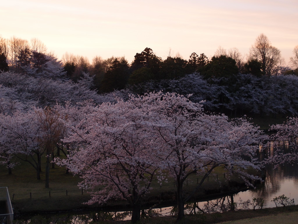 黄昏桜