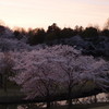 黄昏桜