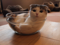 じー