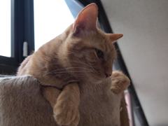 眼差し