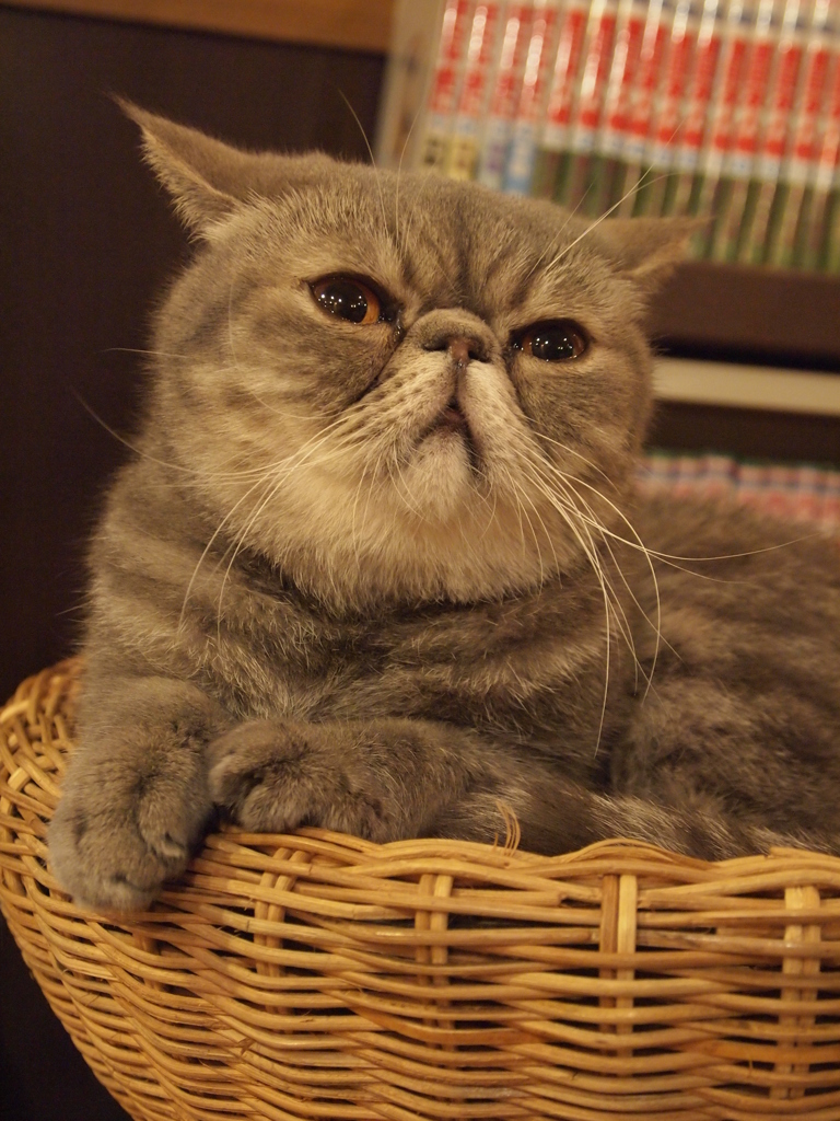 何ぢゃ？
