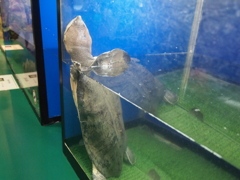 出して～