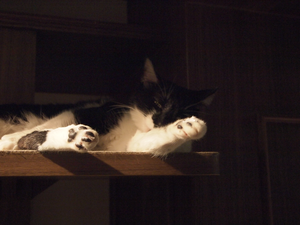 映える