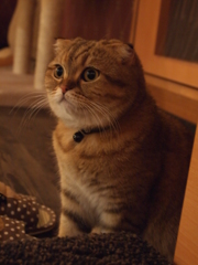 丸