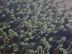 菱