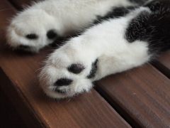 猫カフェ　肉球