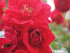 花名不明