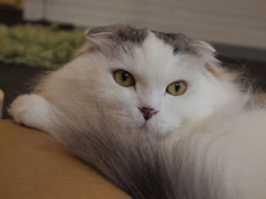 眼差し