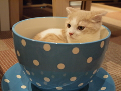 カフェラテ