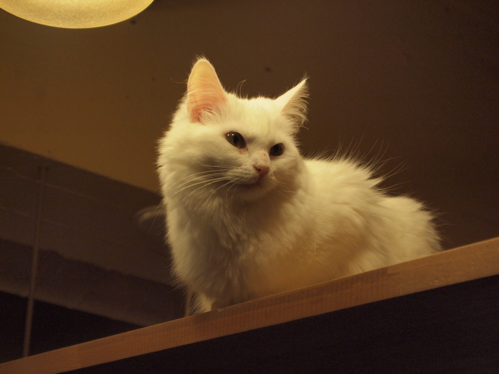 ふわり