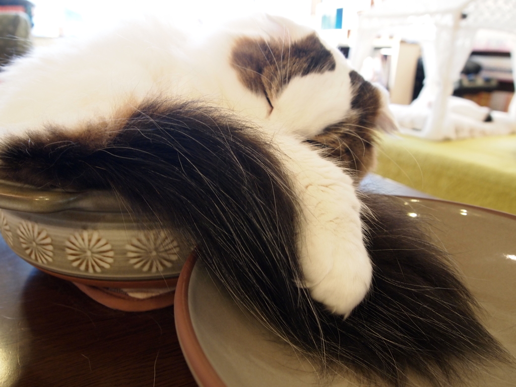 はみ猫