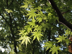 透