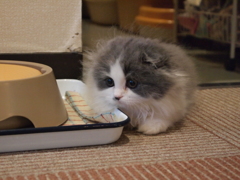 もこもこ