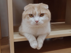 何？