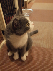 じー