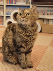 じー
