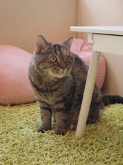 じー