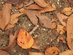 それぞれの個性