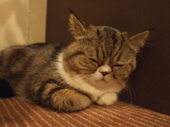 うとうと