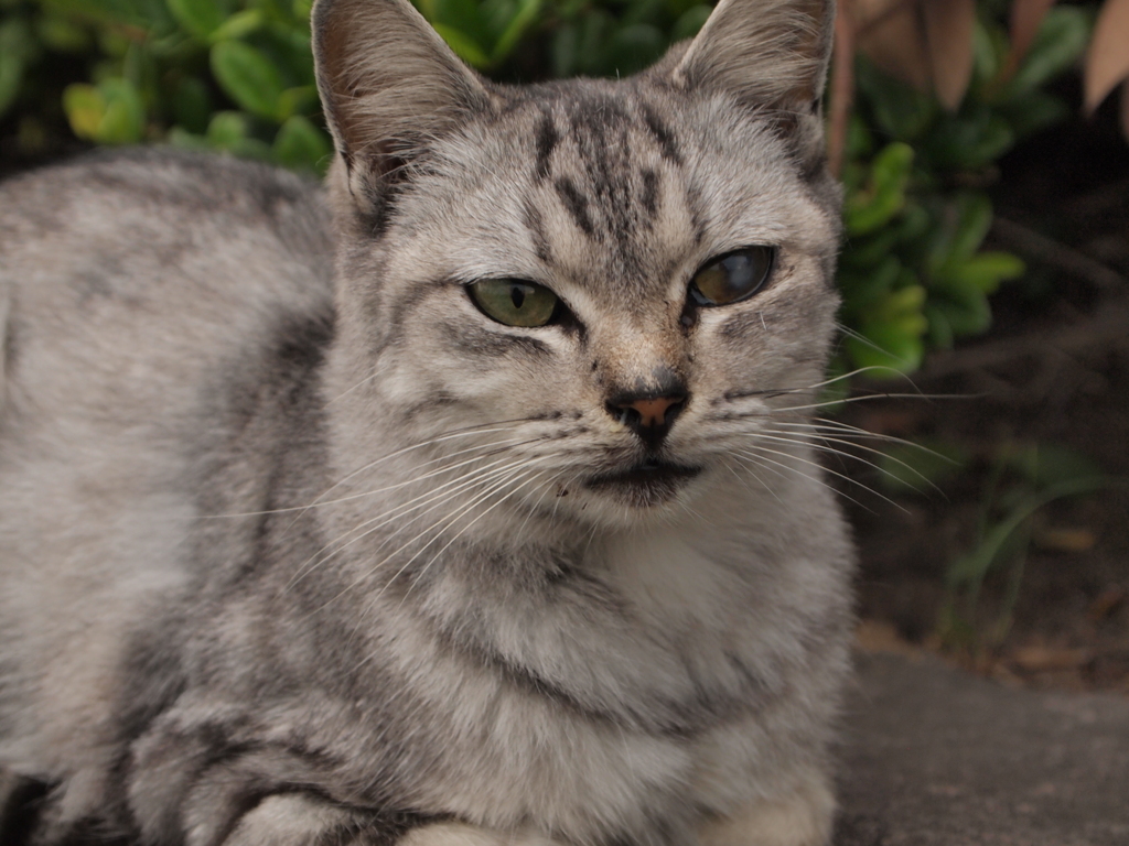 千葉ポートパーク　猫③