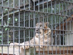 ユキヒョウ