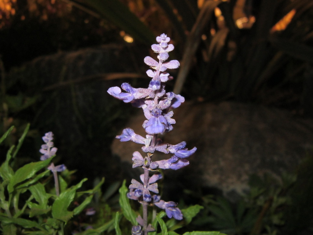 夜の花