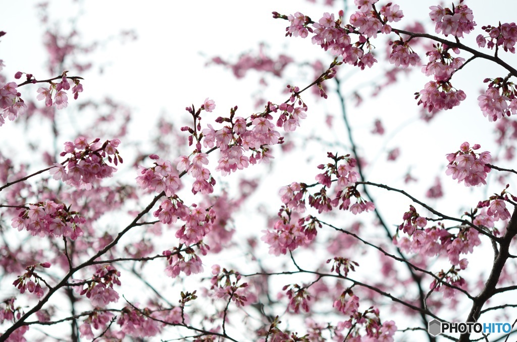 小桜