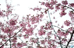 小桜